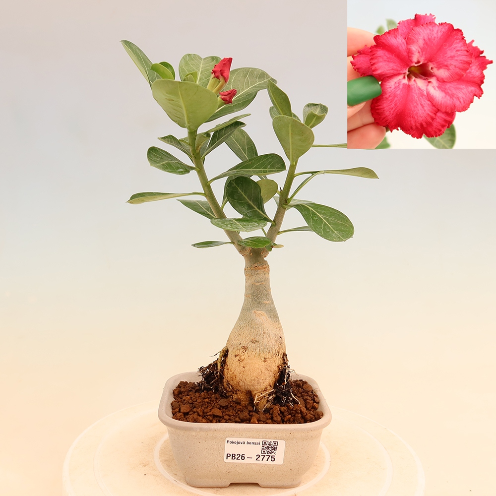 Szobabonsai – Adenium obesum, V.F.S.326-os oltvány – Sivatagi rózsa