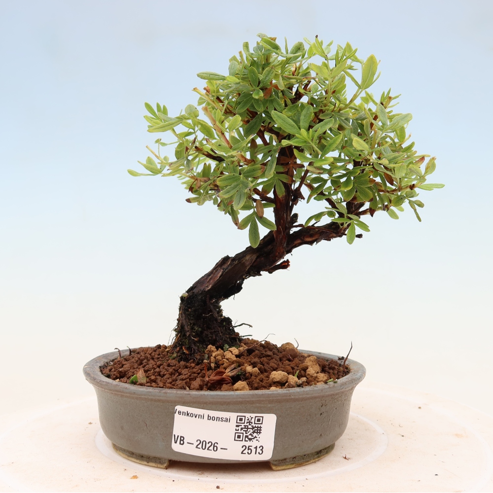 Kültéri bonsai - Potentila fruticosa
