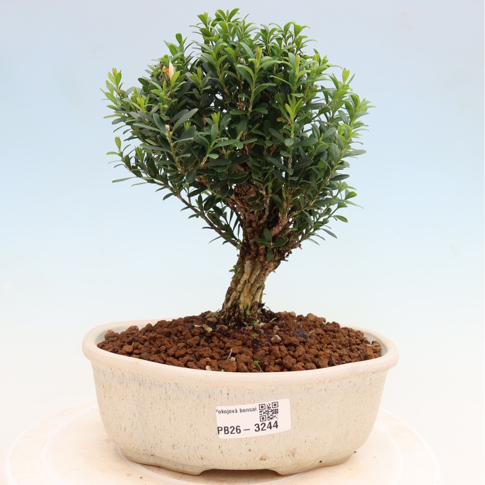 Szobai bonsai - Buxus harlandii - parafa buxus