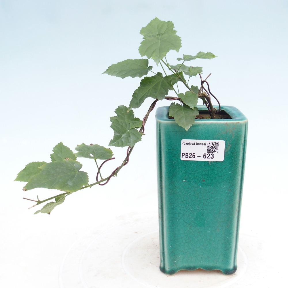 Beltéri bonsai - Abutilon Big Bell - Felhőbogyó