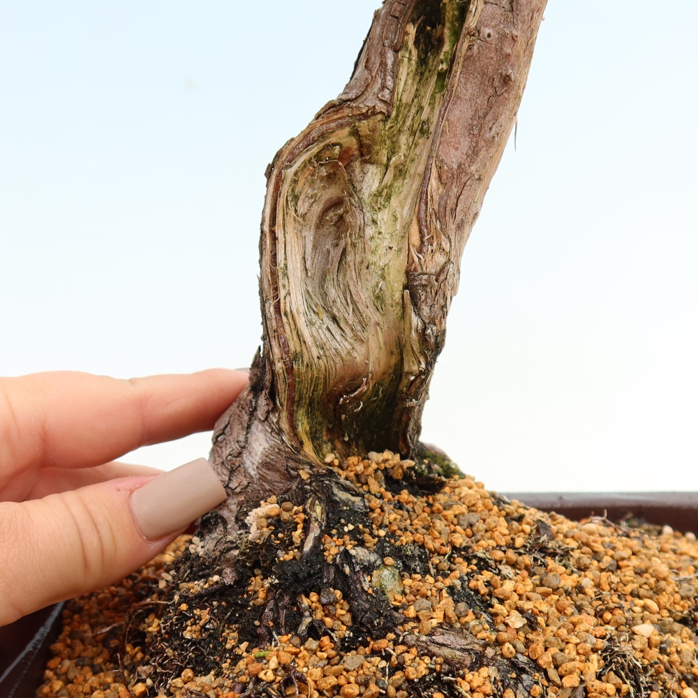 Kültéri bonsai - Juniperus chinensis Itoigawa-Juniperus chinensis