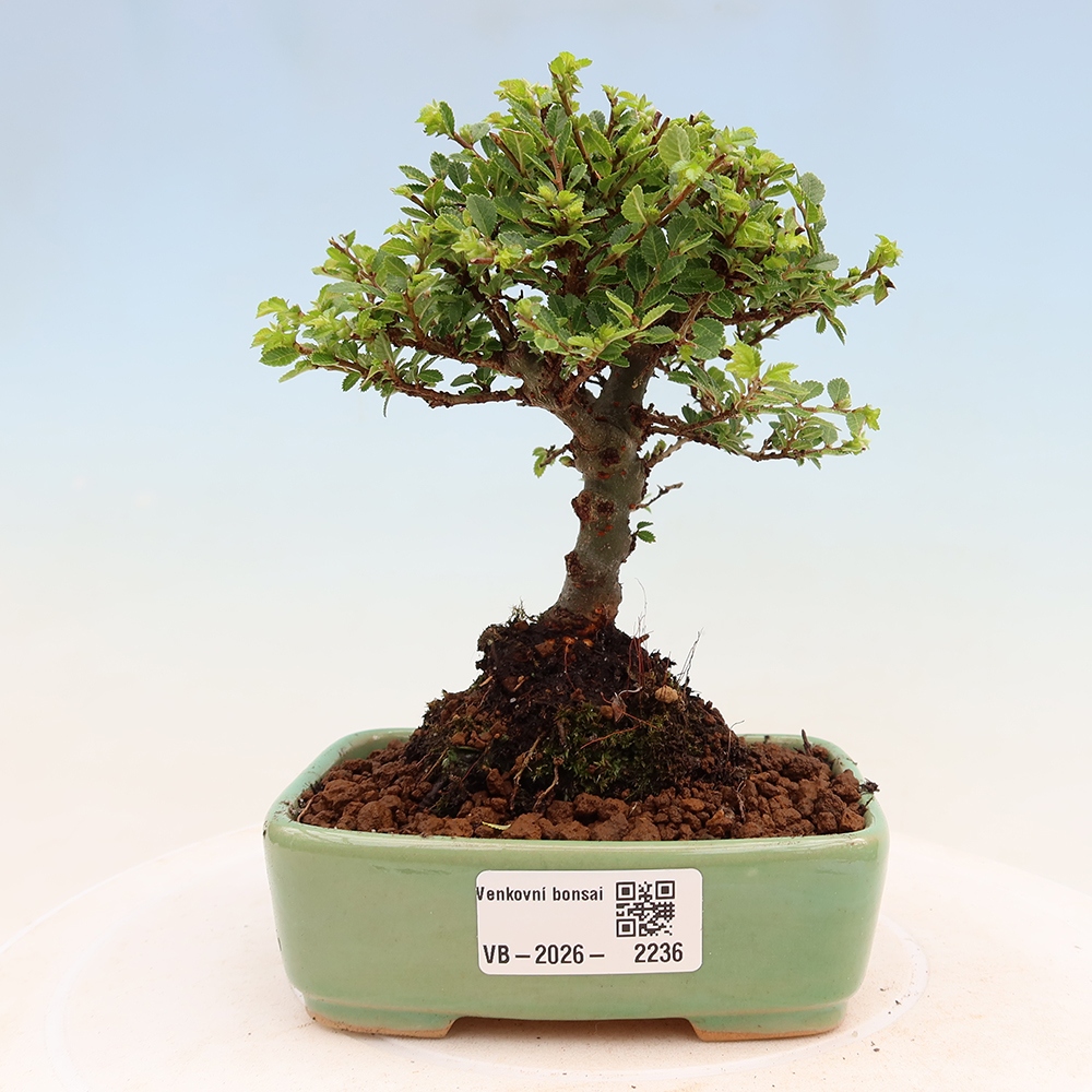 Kültéri bonsai - Ulmus parvifolia Sagei - Kislevelű szilfa