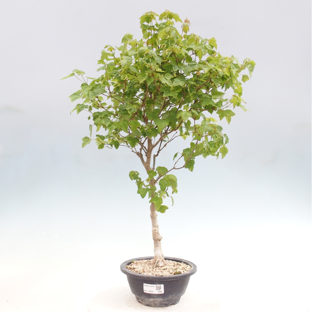 Kültéri bonsai - Acer Buergerianum - Burger juhar