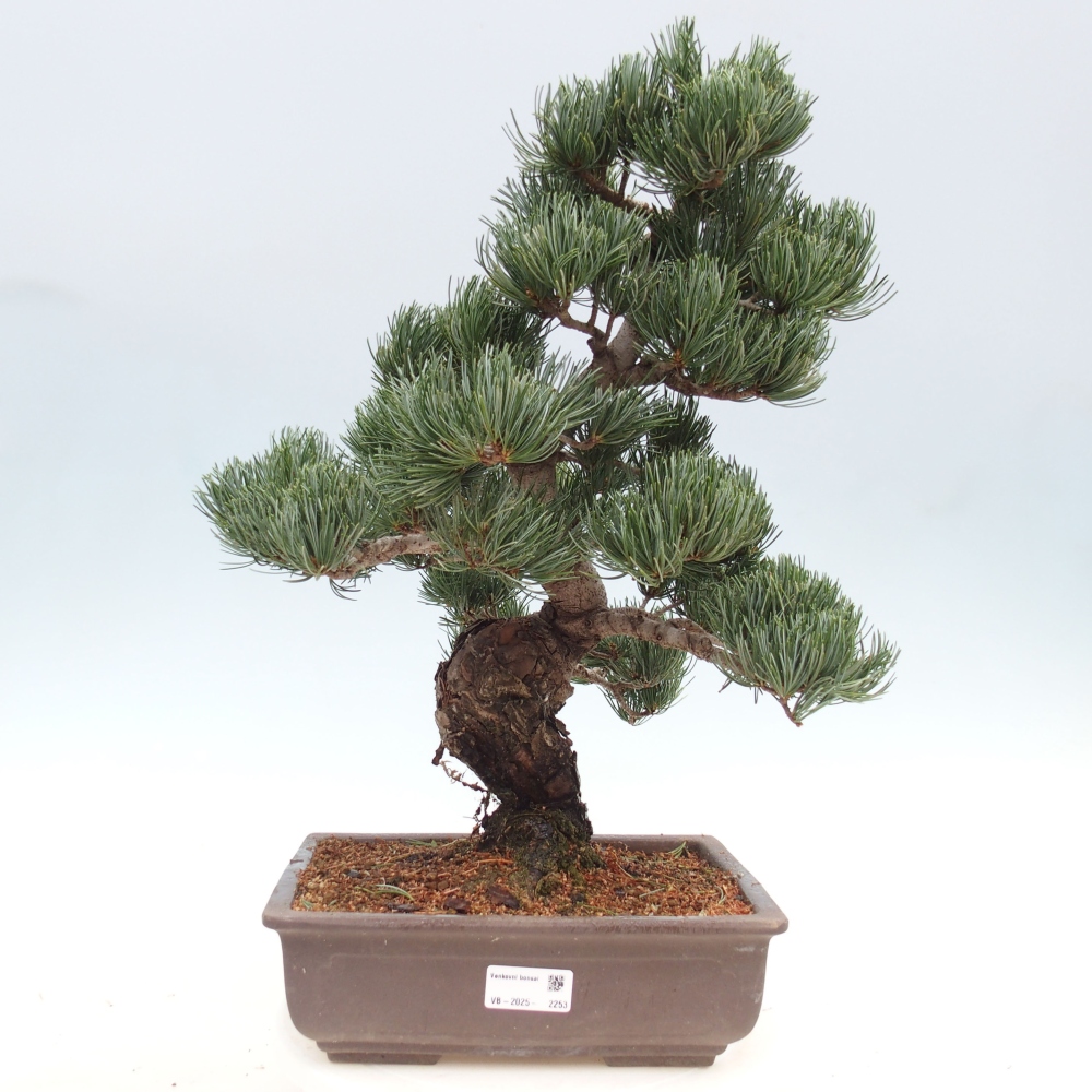 Kültéri bonsai - Pinus parviflora - Pinus parviflora