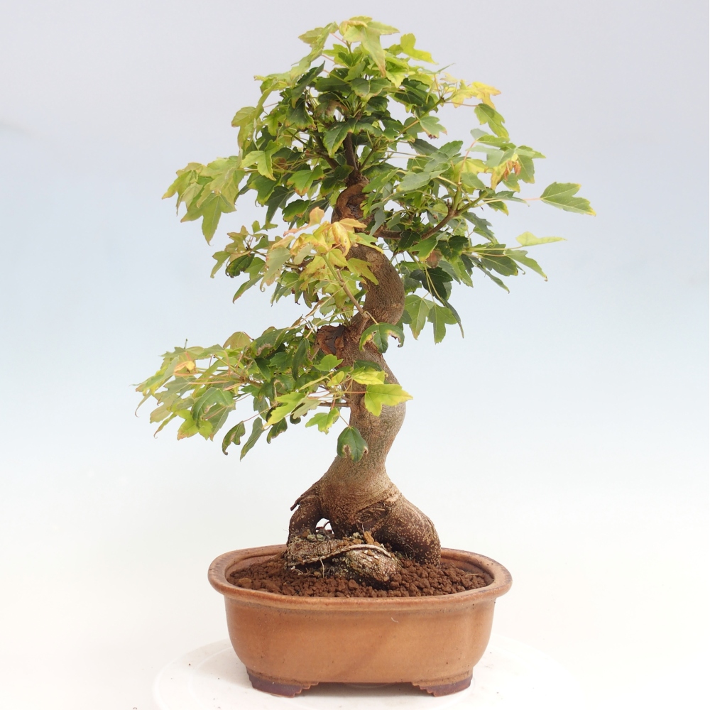 Kültéri bonsai - Acer Buergerianum - Burger juhar