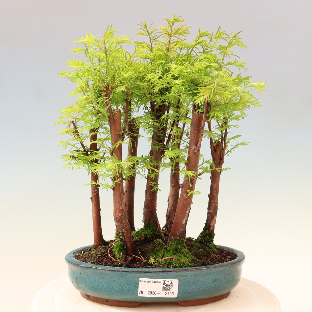 Kültéri bonsai – Metasequoia glyptostroboides – kínai metasequoia – kis erdő