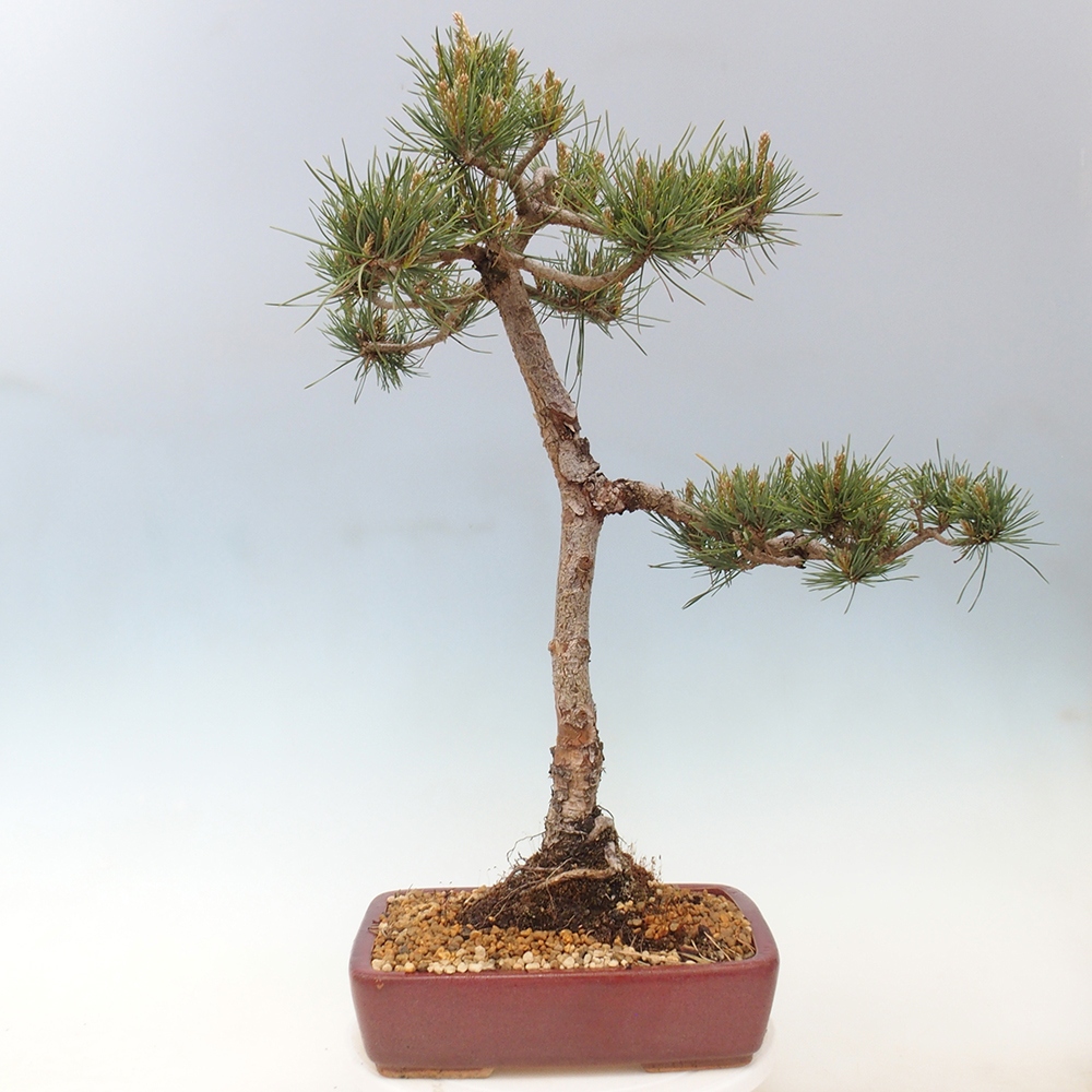 Kültéri bonsai - Pinus Sylvestris Watererri - erdeifenyő