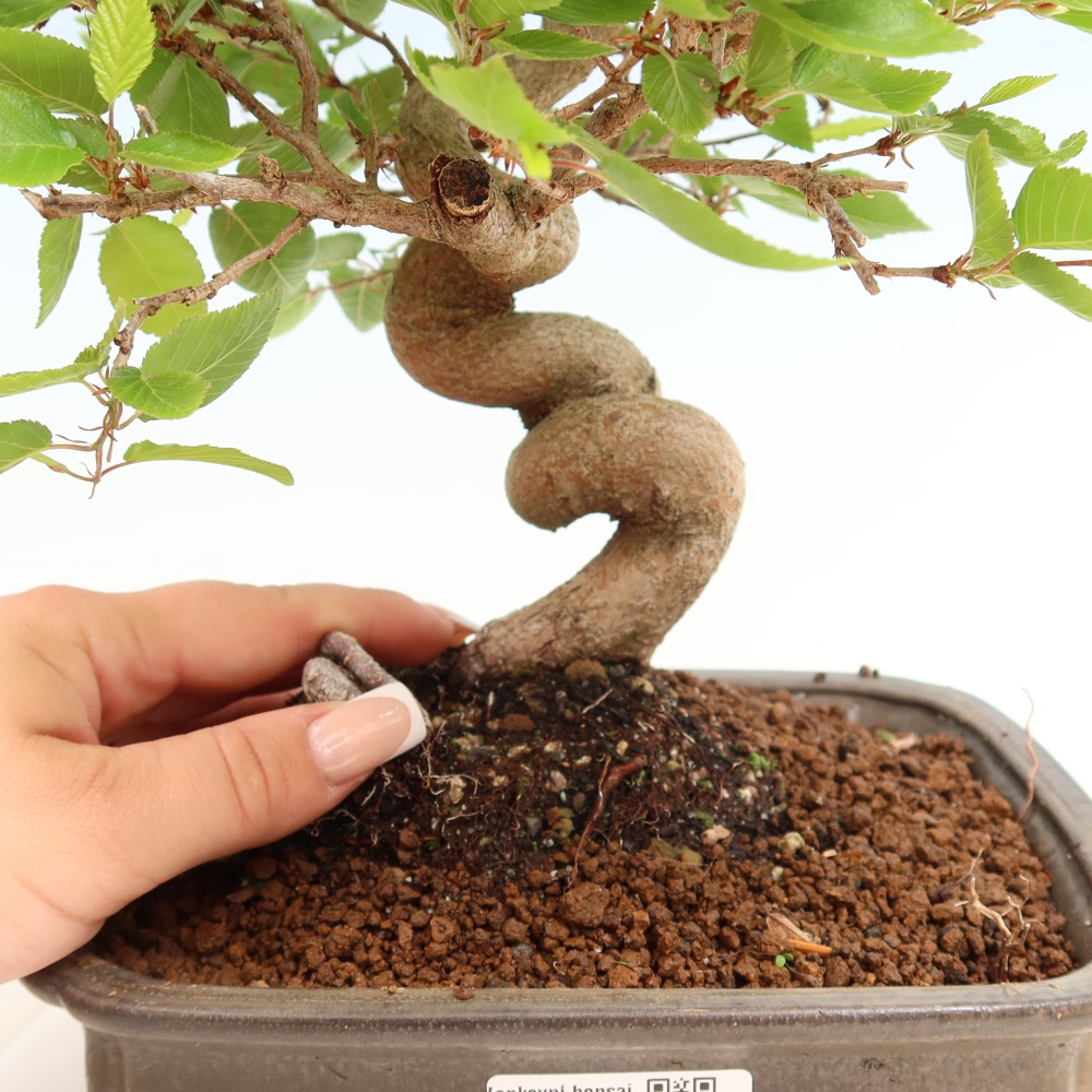 Kültéri bonsai -Carpinus Coreana - Koreai gyertyánfa