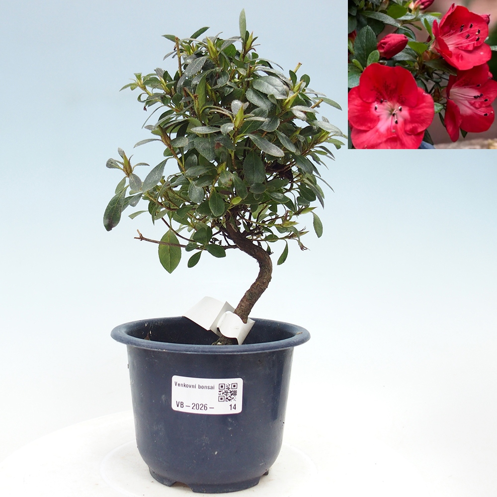 Kültéri bonsai - Japán azálea - Azalea Benibeni