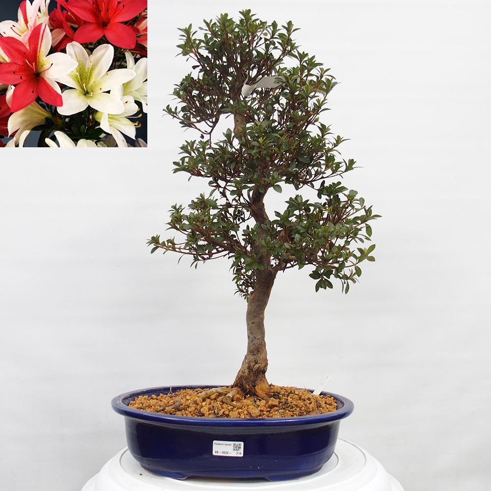 Kültéri bonsai - Japán azálea - Azalea Hanatsuzuri