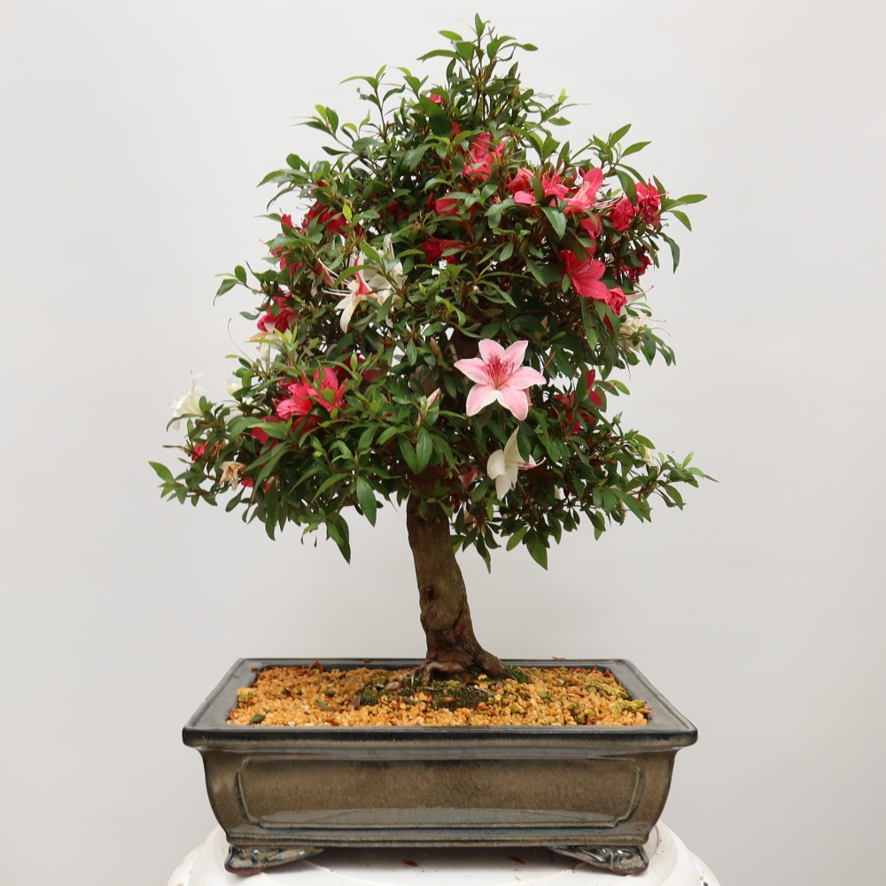 Kültéri bonsai - Japán azálea - Azalea satsuki