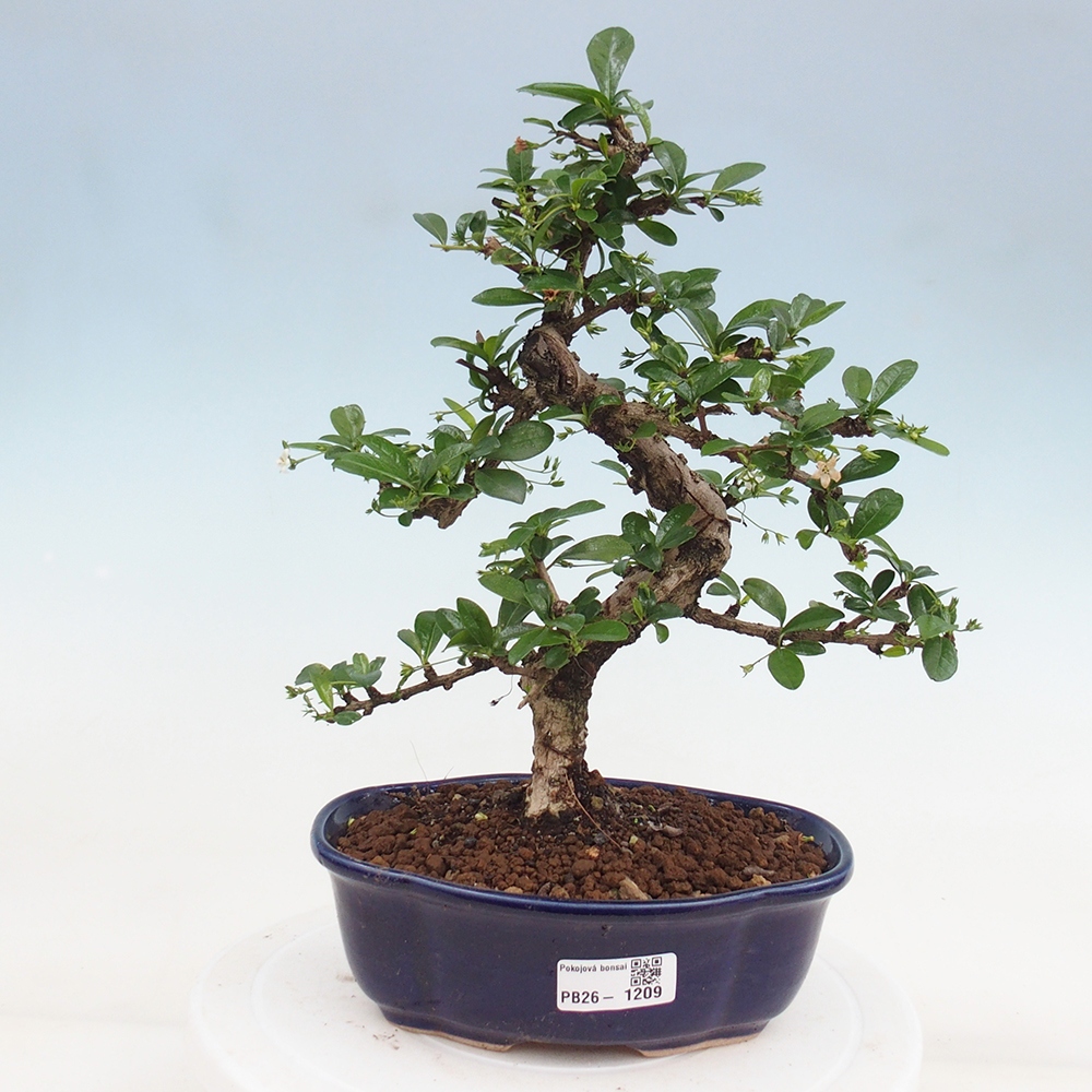 Szobai bonsai - Carmona macrophylla - Tea fuki