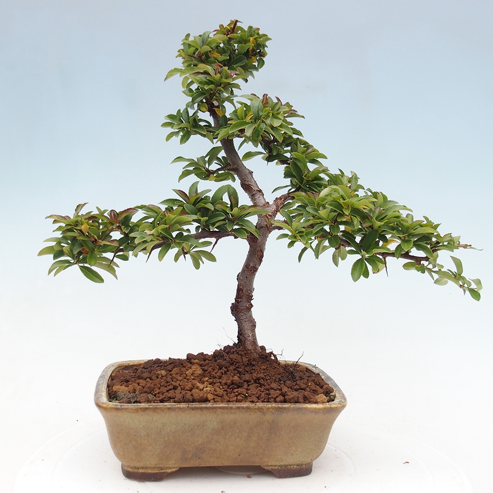Kültéri bonsai-Pyracantha Teton - Hlox