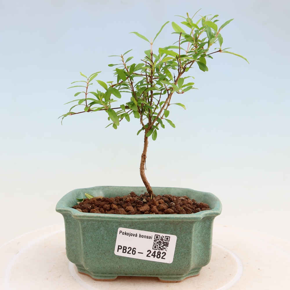 Szobai bonsai-PUNICA granatum nana-gránátalma
