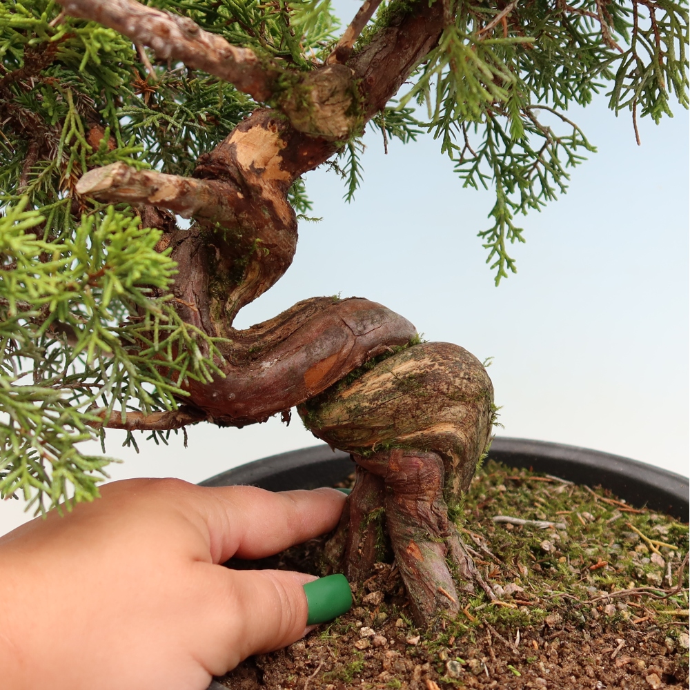 Kültéri bonsai - Juniperus chinensis Itoigawa-Juniperus chinensis