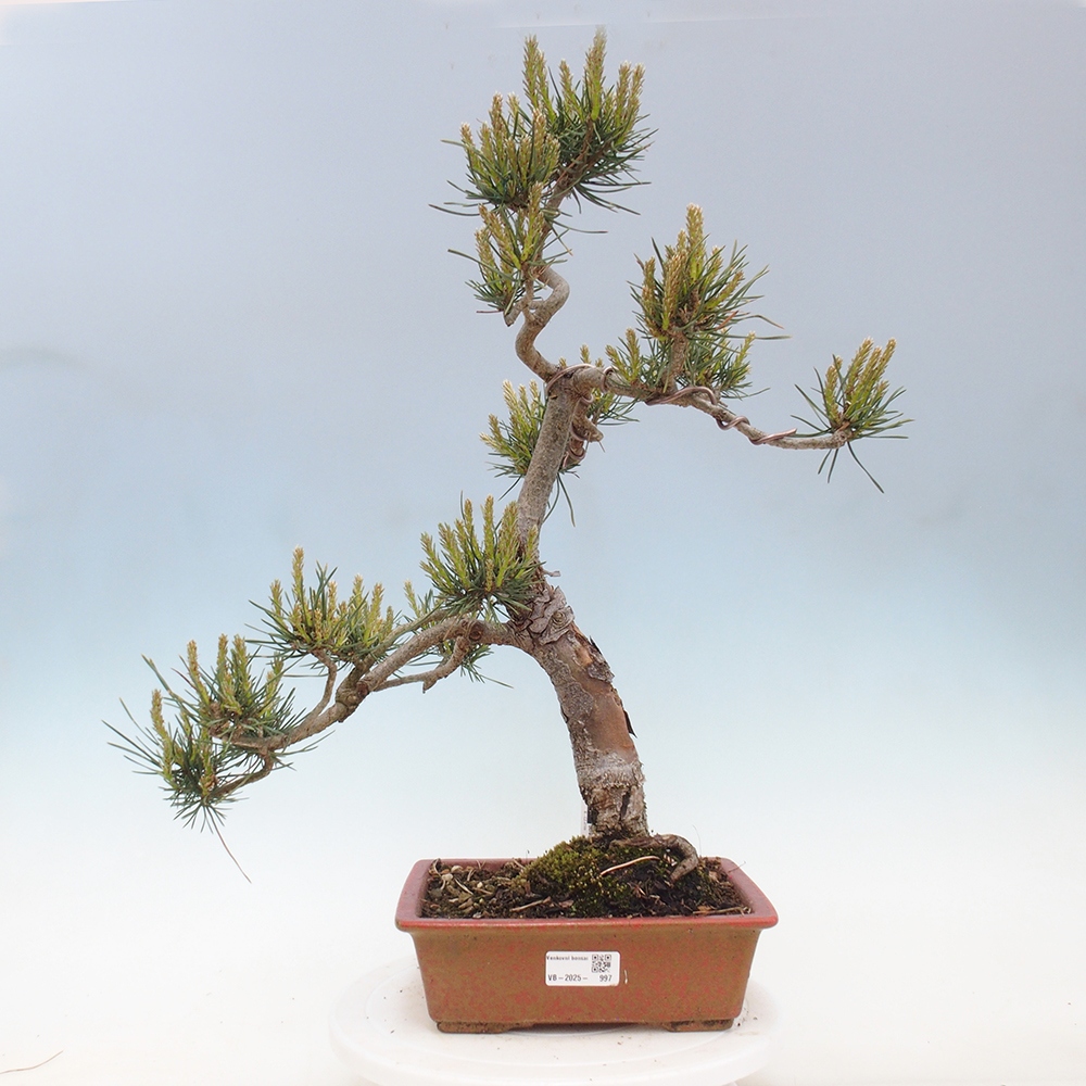 Kültéri bonsai - Pinus Sylvestris Watererri - erdeifenyő