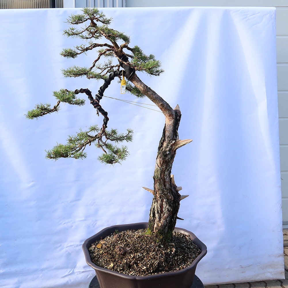 Pinus sylvestris Spanyolország – erdei fenyő