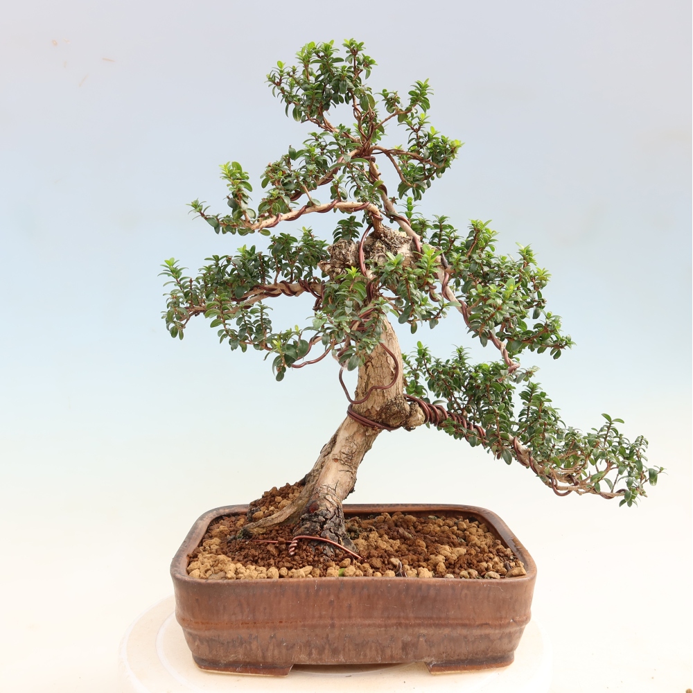Szobai bonsai - Myrtus communis - Mirtus communis - Mirtusz