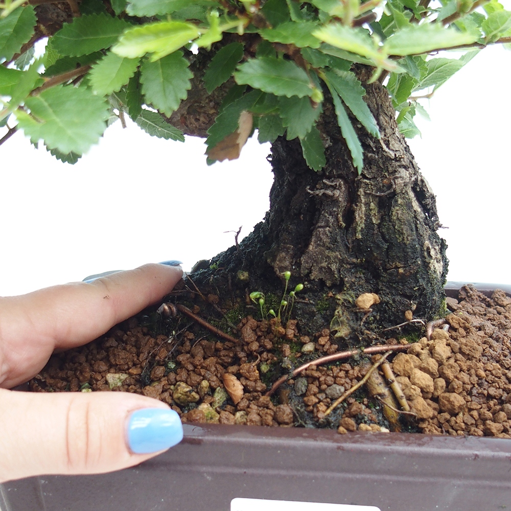 Kültéri bonsai - Zelkova - Zelkova NIRE