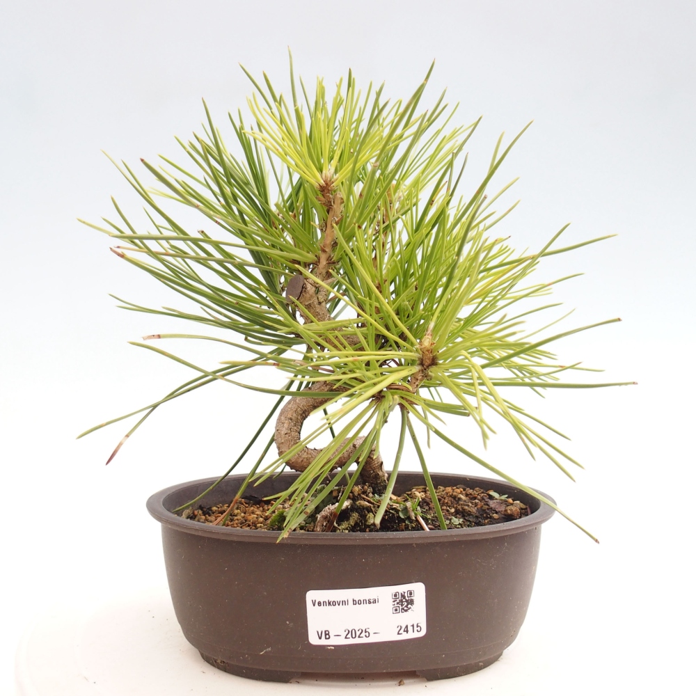 Kültéri bonsai - Pinus thunbergii - Thunberg fenyő