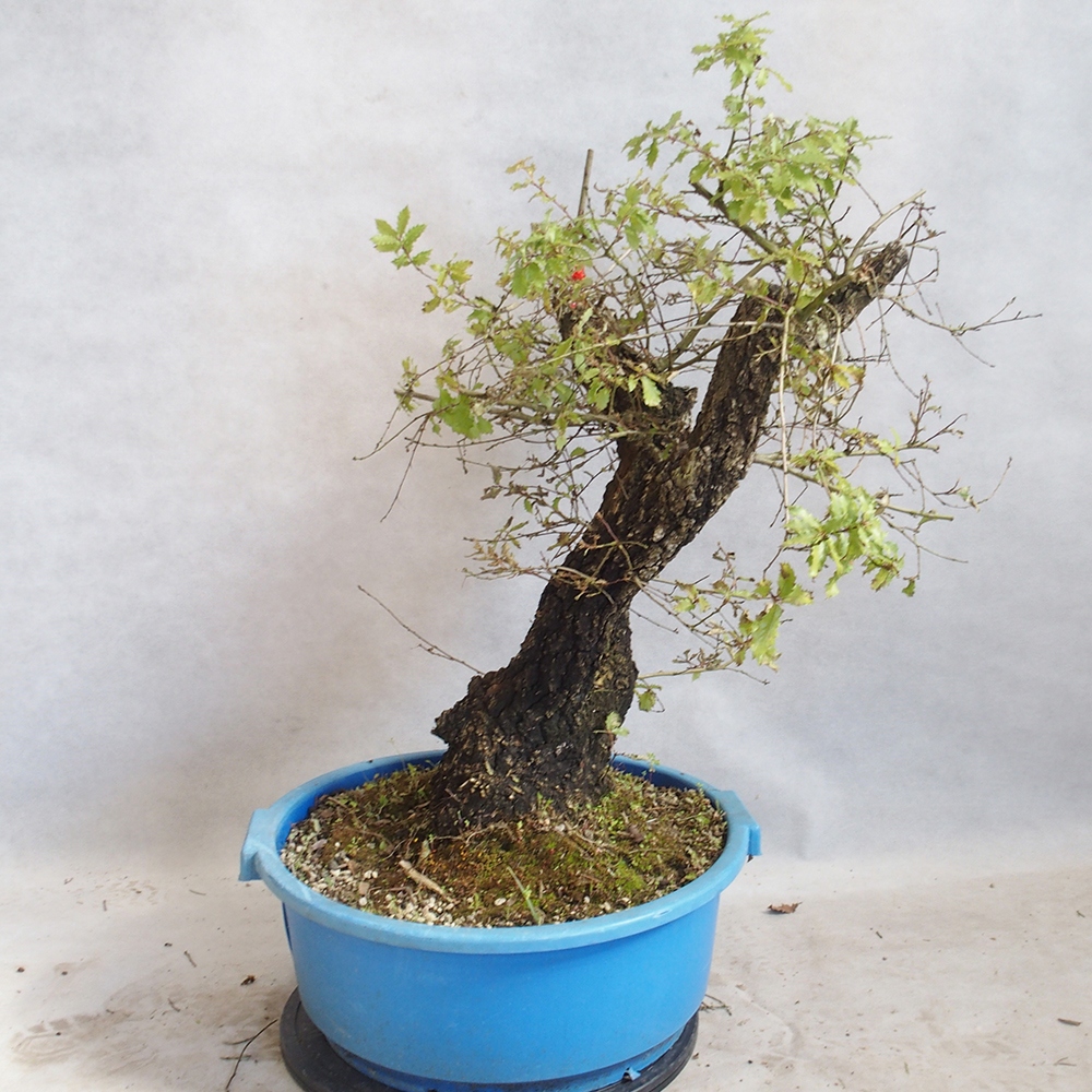 Kültéri bonsai Quercus Cerris - Tölgy Cer