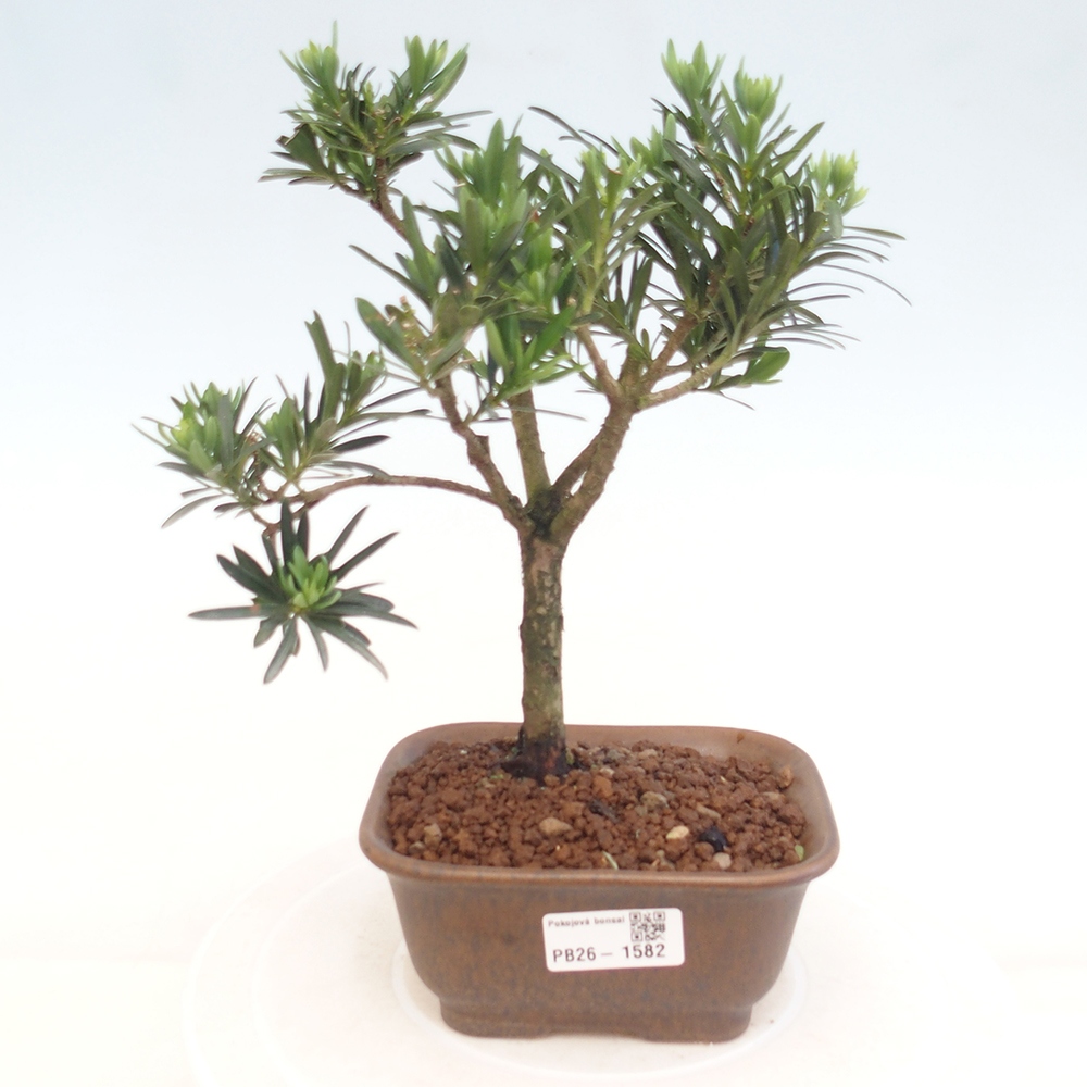 Szobai bonsai - Podocarpus - Kőtiszafa
