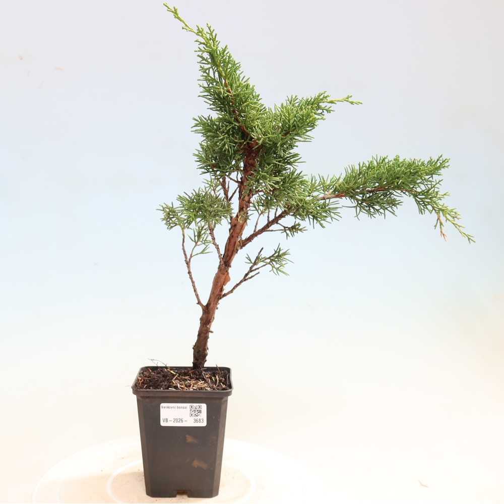 Kültéri bonsai - Juniperus chinensis Kishu