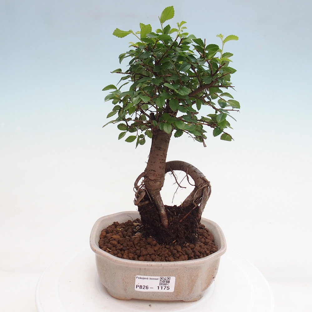 Szobai bonsai - Ulmus parvifolia - Kislevelű szilfa