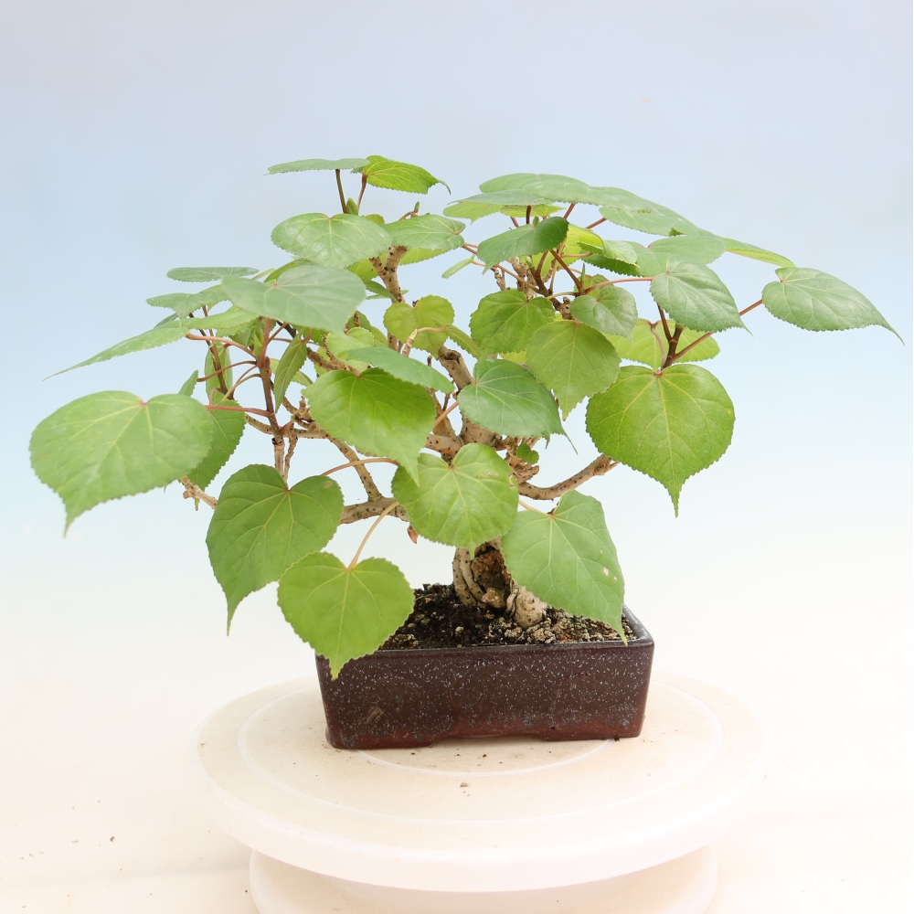Beltéri bonsai - Hibiscus tiliaceus - tengeri hibiszkusz