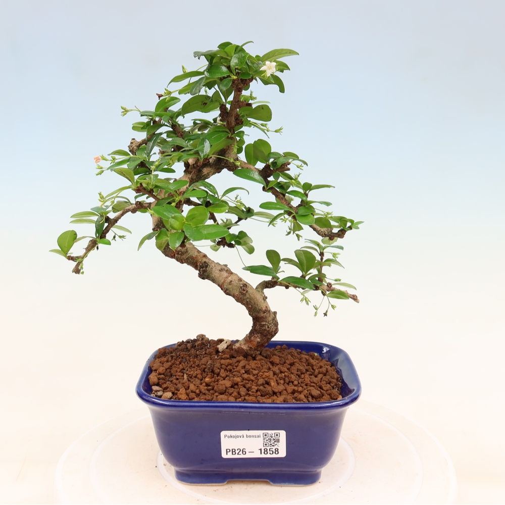 Szobai bonsai - Carmona macrophylla - Tea fuki