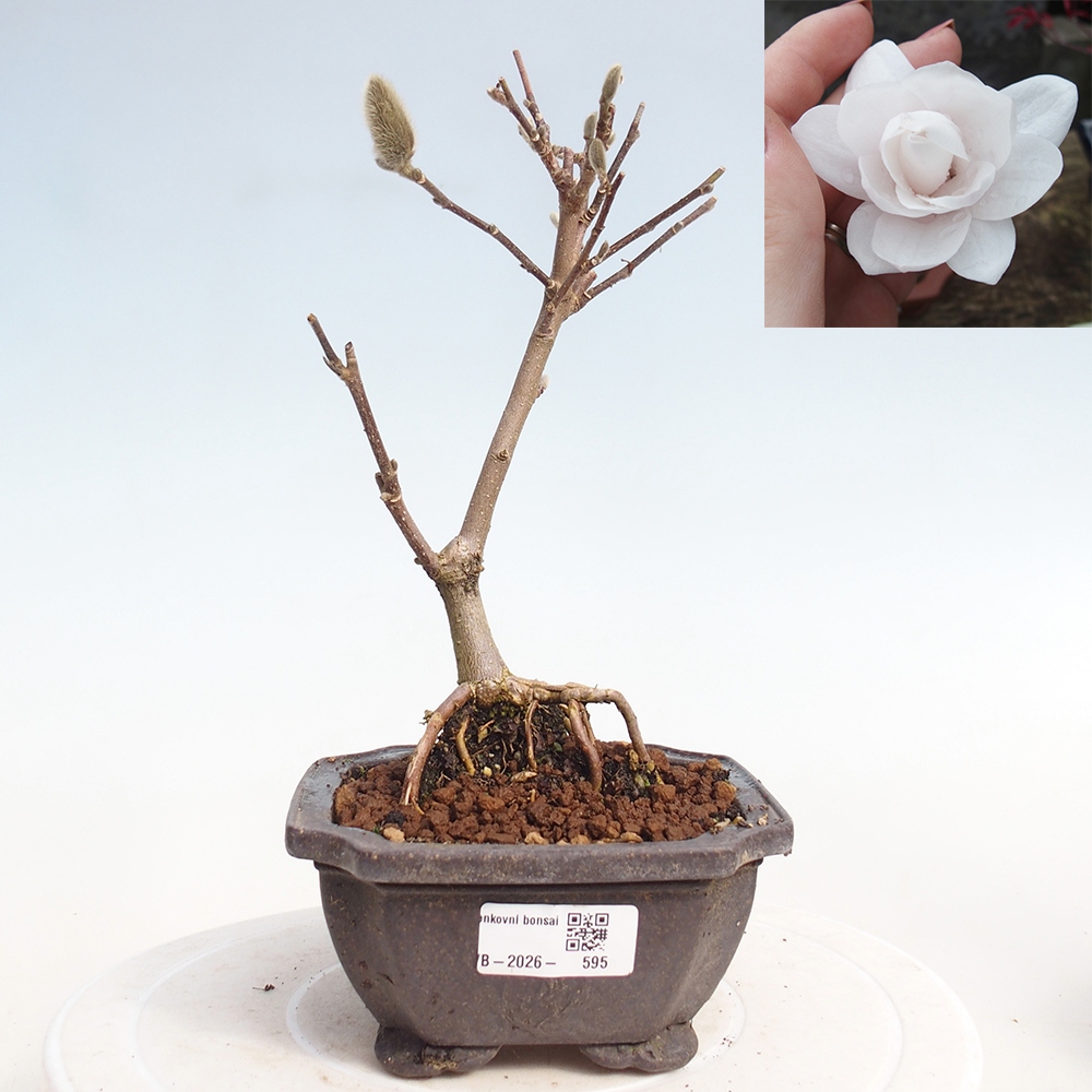 Kültéri bonsai - Magnolia stellata