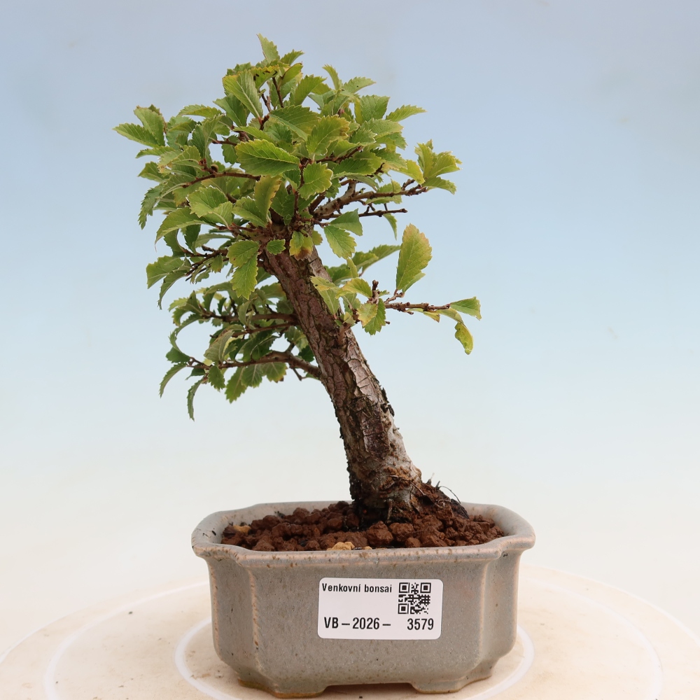 Kültéri bonsai - Zelkova - Zelkova NIRE