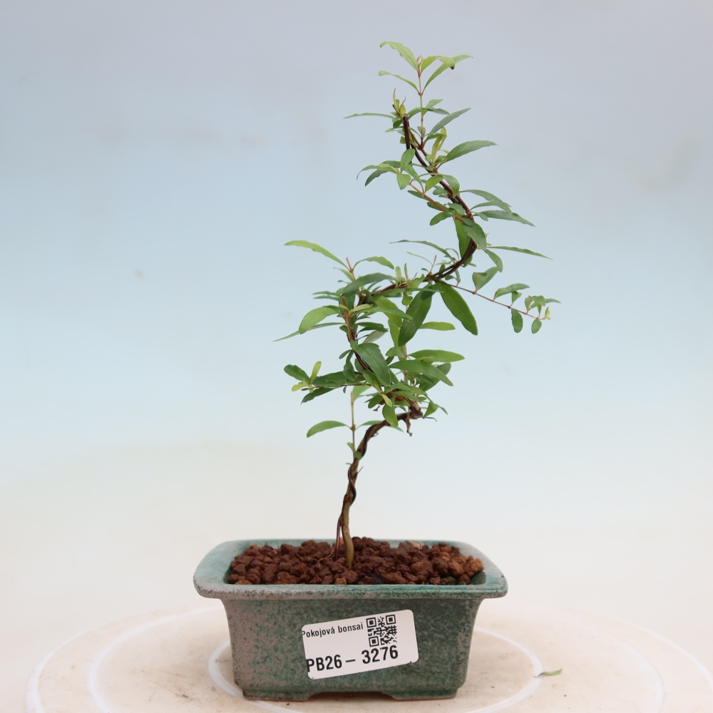 Szobai bonsai-PUNICA granatum nana-gránátalma