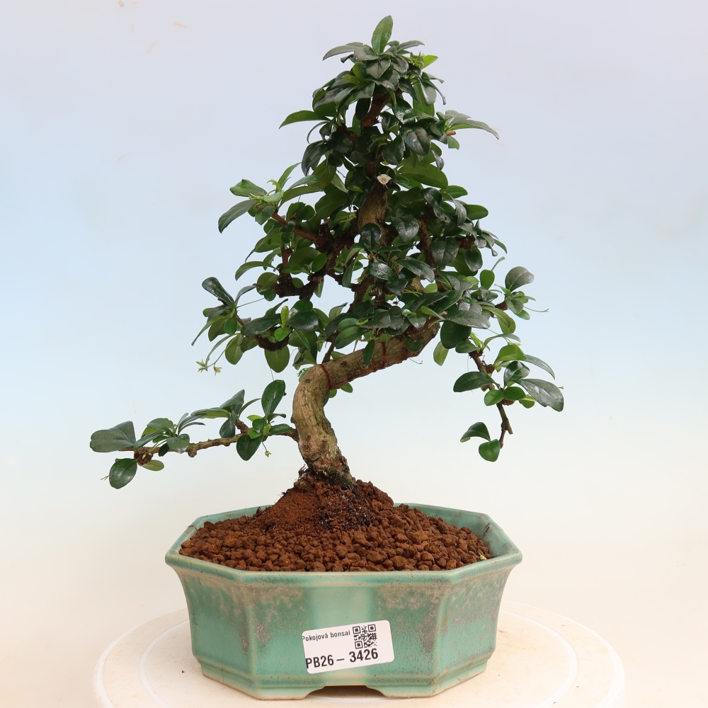 Szobai bonsai - Carmona macrophylla - Tea fuki