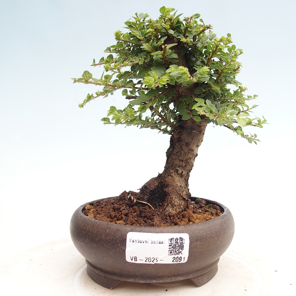 Kültéri bonsai - Ulmus parvifolia Hokkaido - Kínai szil - Ulmus parvifolia Hokkaido