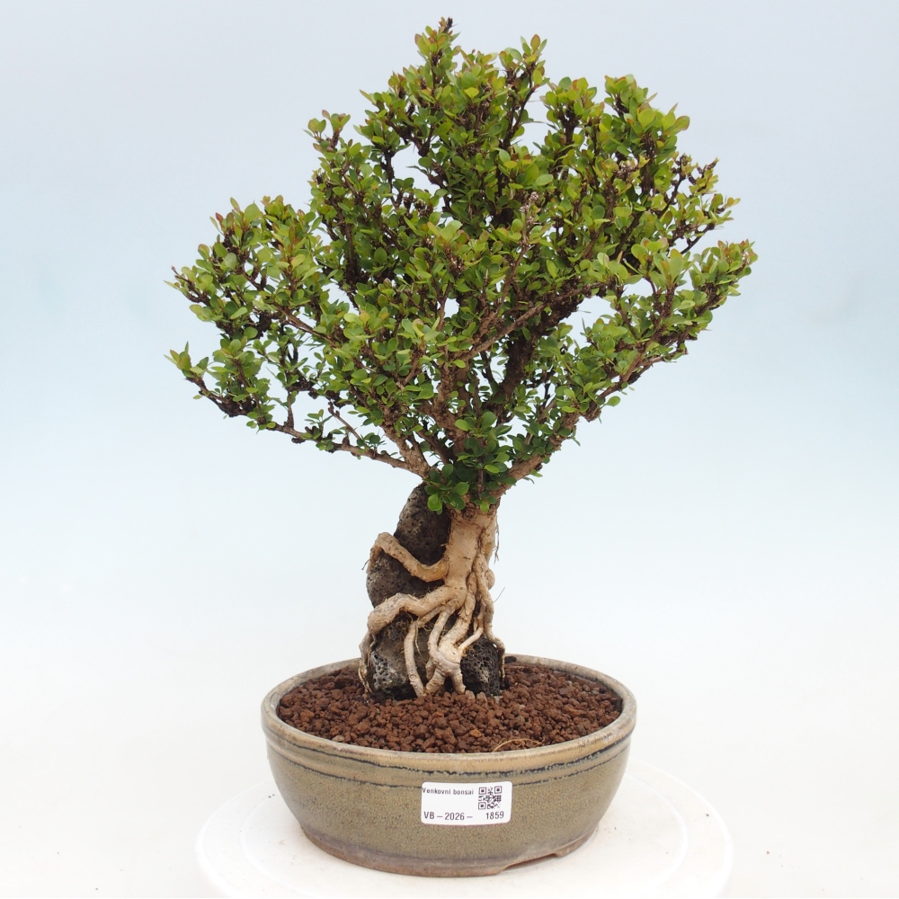 Kültéri bonsai - Berberis coreana