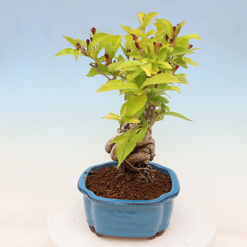 Kültéri bonsai – Weigela subsessilis – Koreai vajgélia