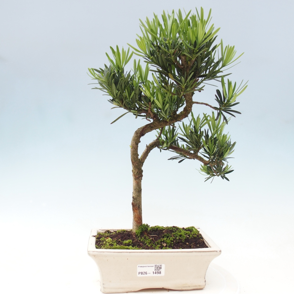 Szobai bonsai - Podocarpus - Kőtiszafa