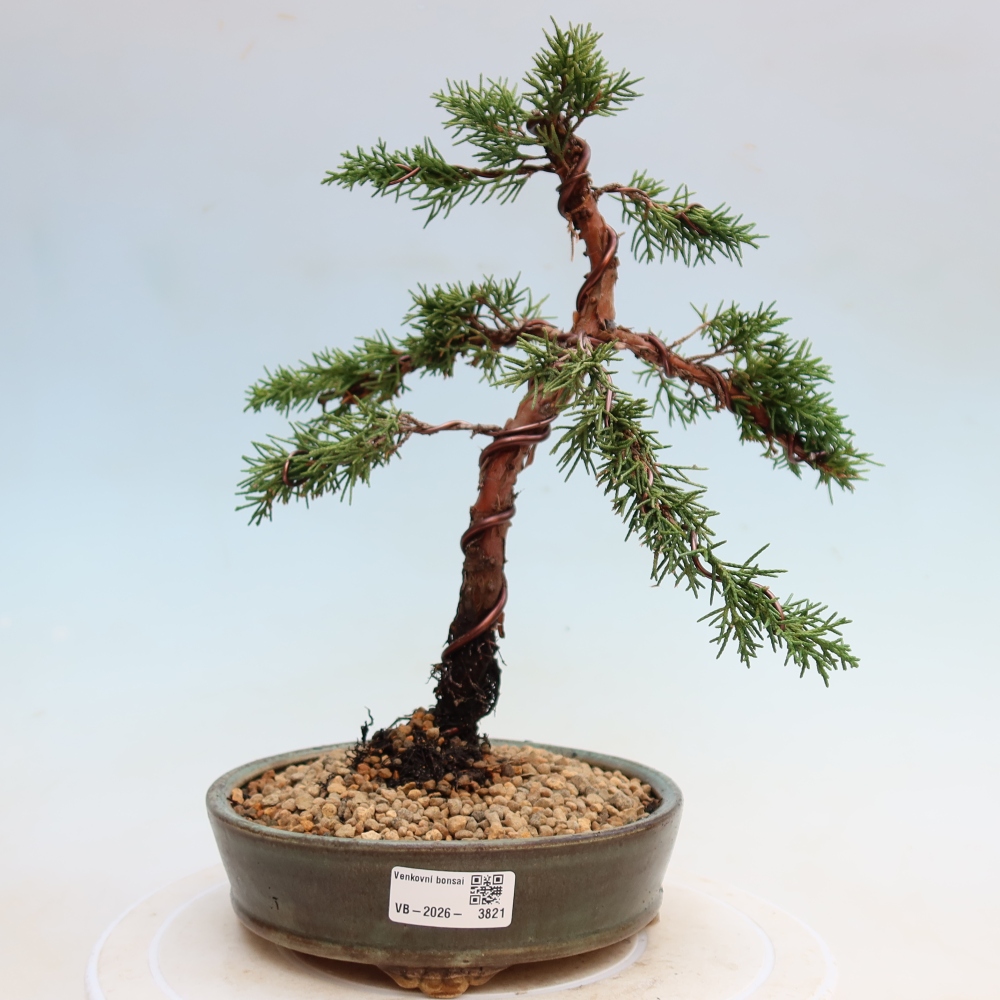 Kültéri bonsai - Juniperus chinensis Kishu