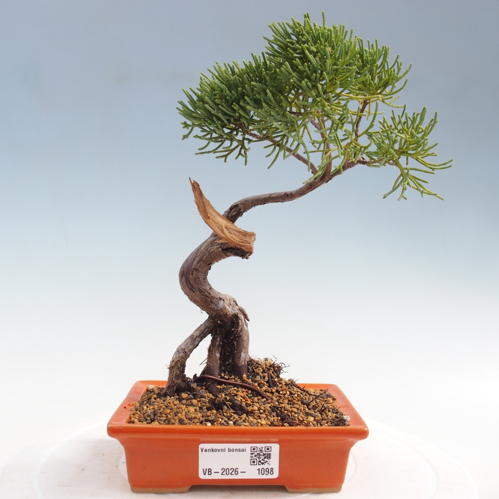 Kültéri bonsai - Juniperus chinensis Kishu