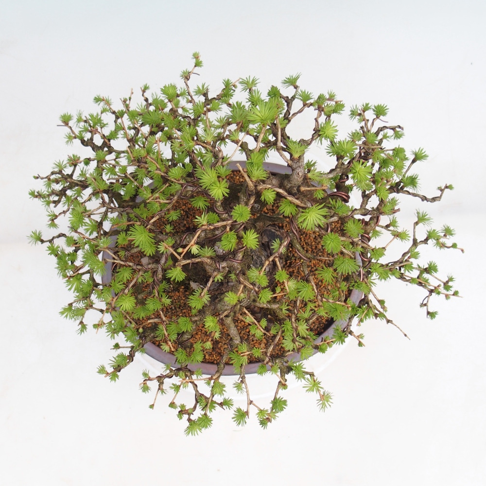 Kültéri bonsai - Larix decidua - vörösfenyő