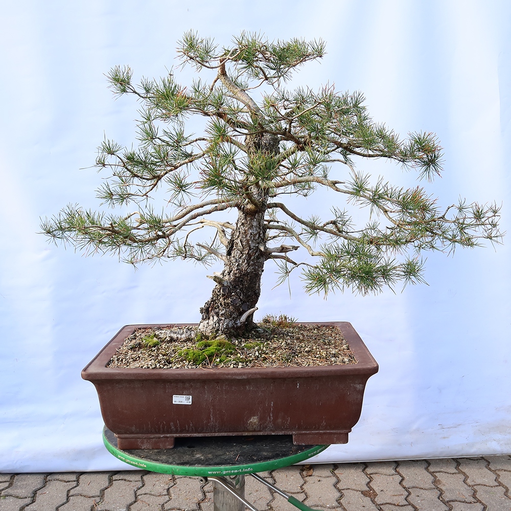 Pinus sylvestris Spanyolország – erdei fenyő