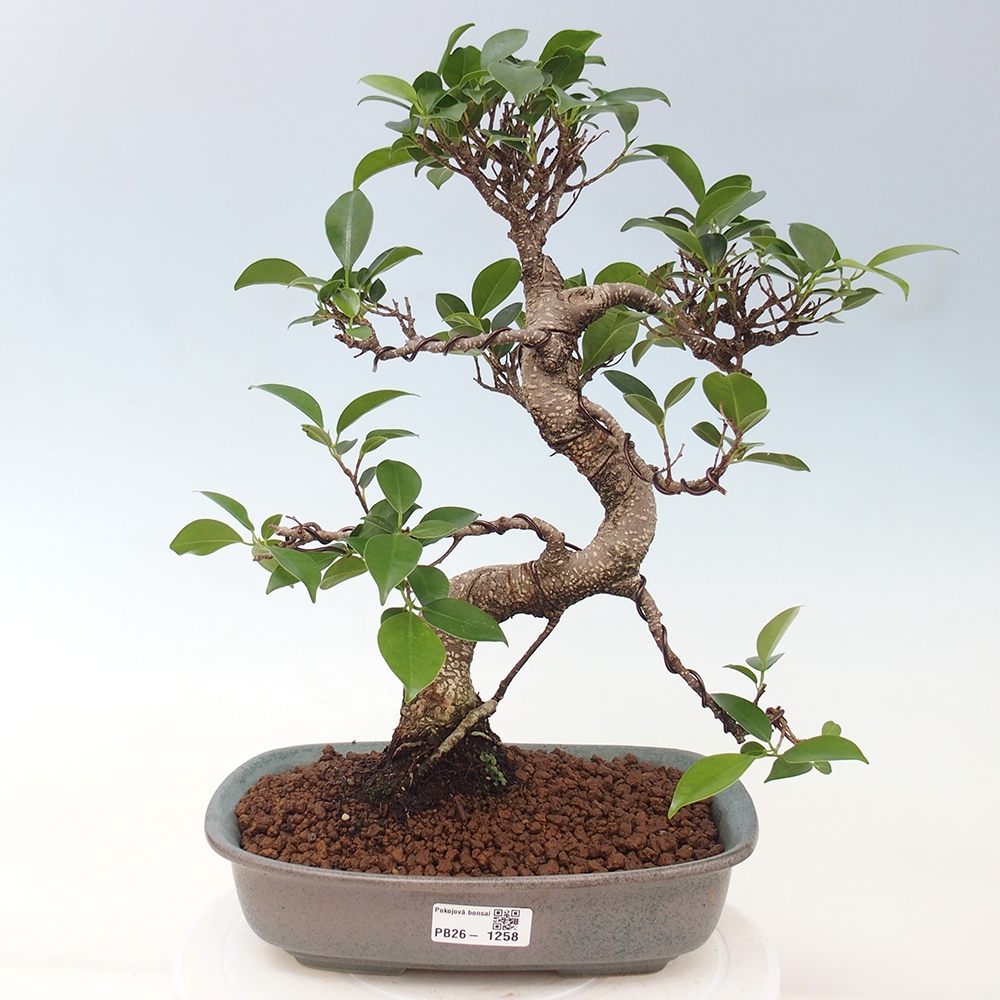 Szobai bonsai - Ficus kimmen - kislevelű fikusz
