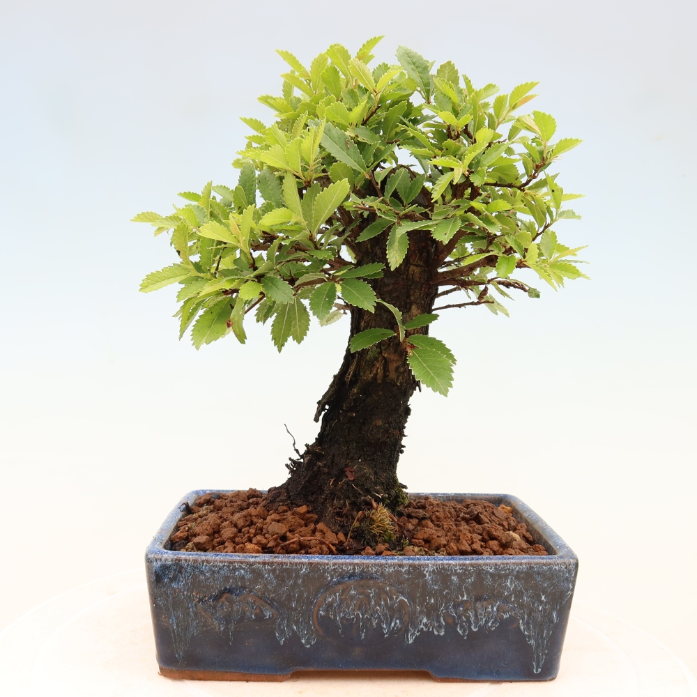 Kültéri bonsai - Zelkova - Zelkova NIRE