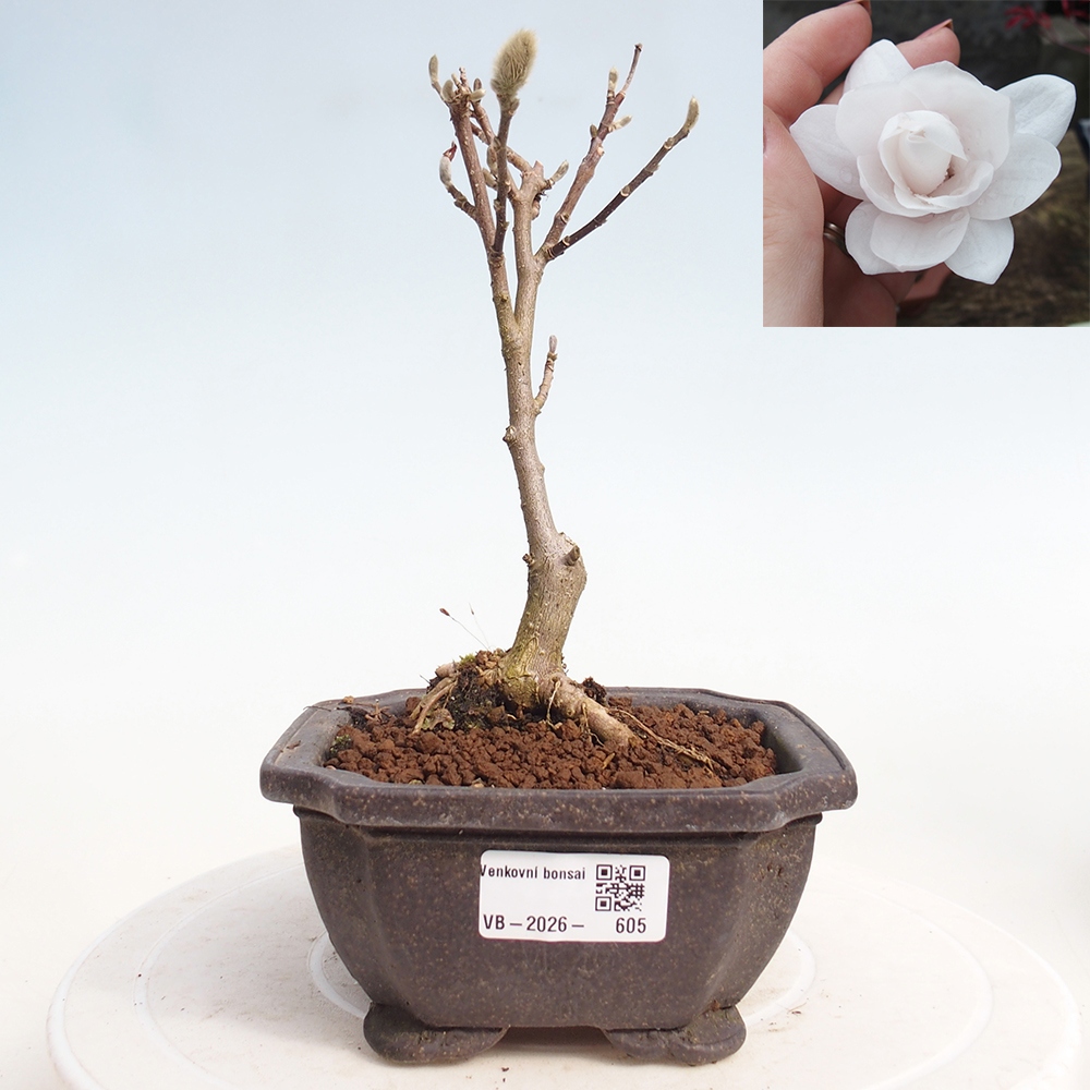 Kültéri bonsai - Magnolia stellata