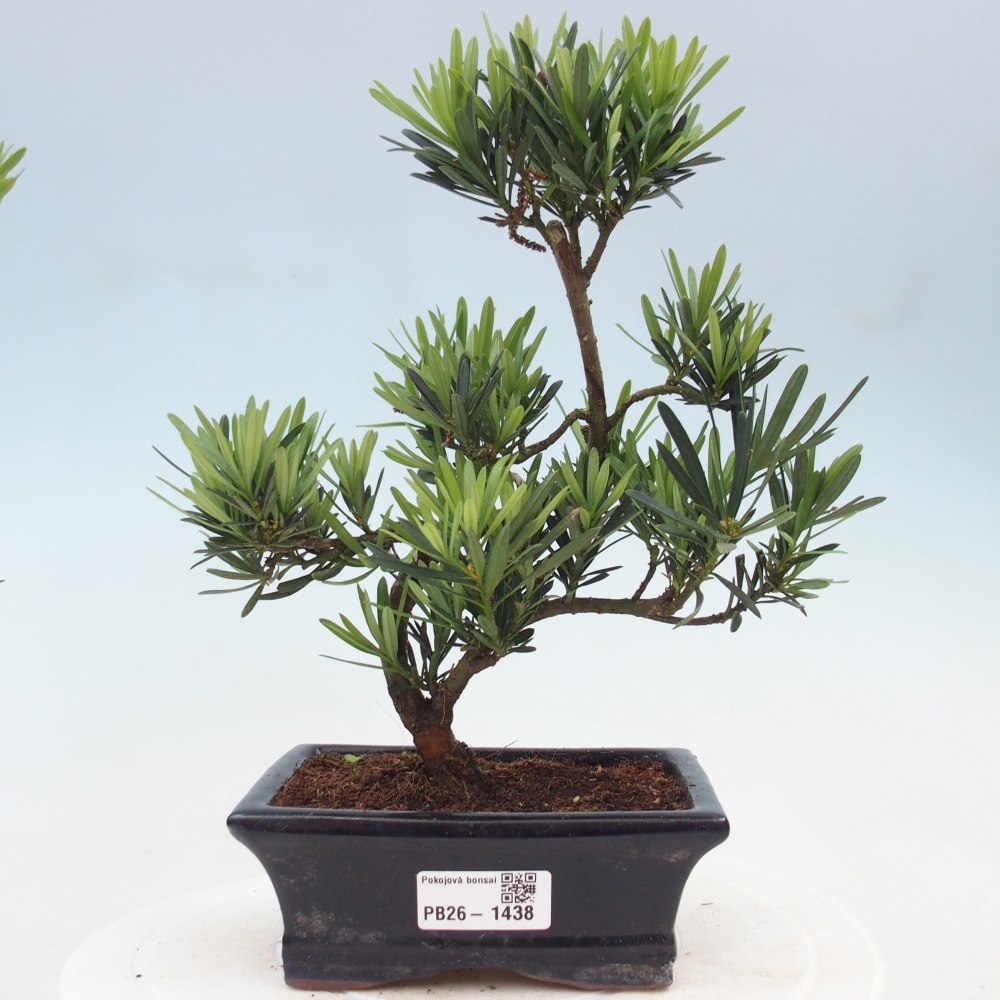Szobai bonsai - Podocarpus - Kőtiszafa