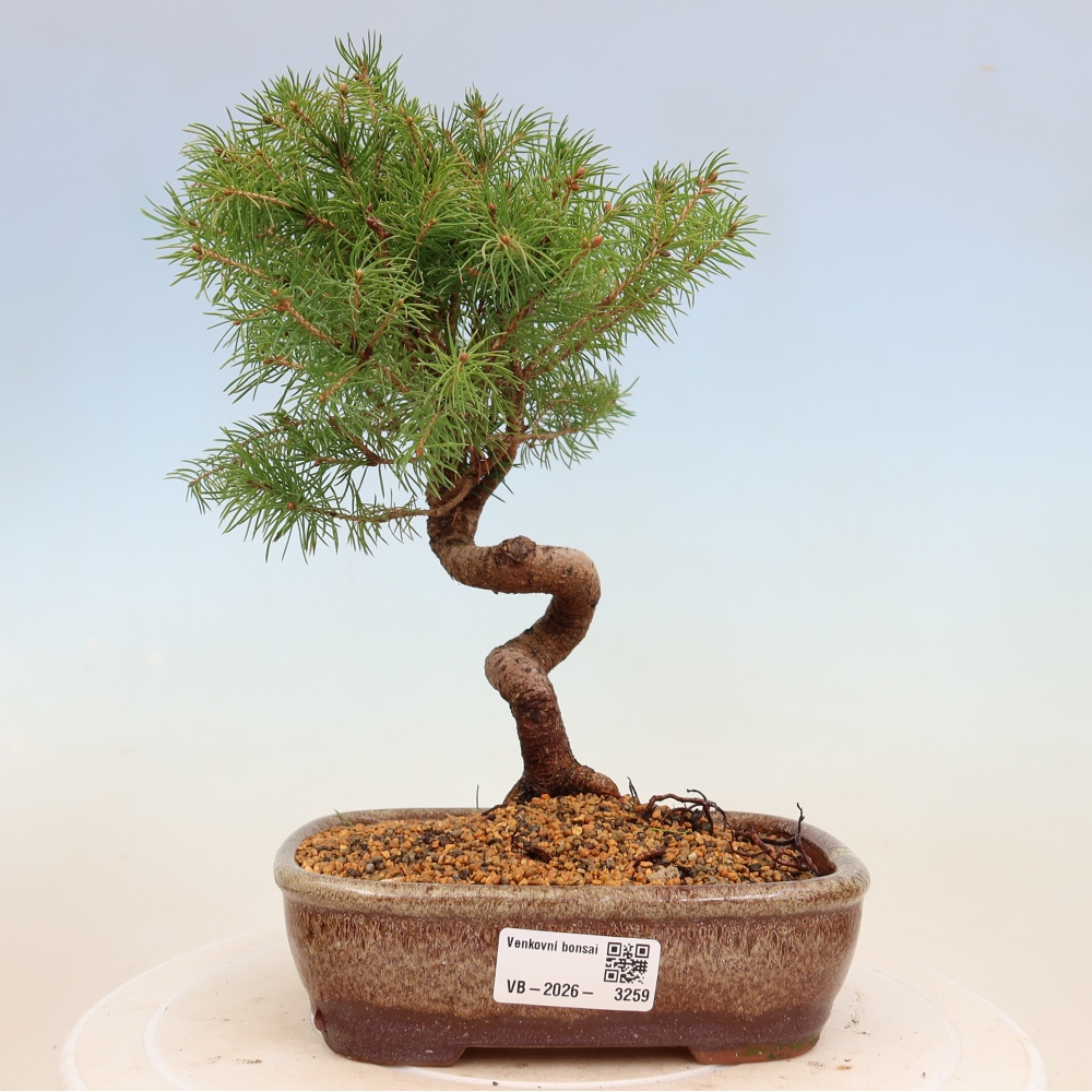 Kültéri bonsai - lucfenyő - Picea glauca globe