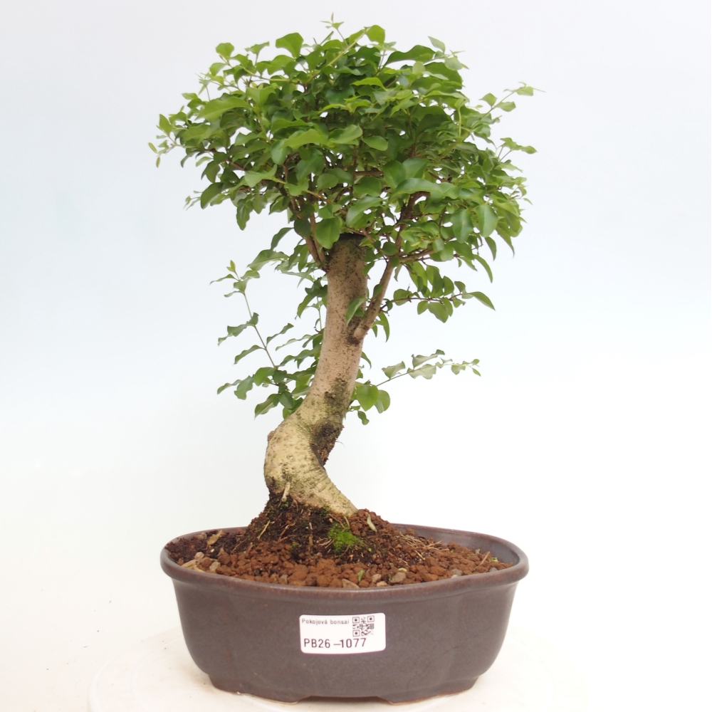 Szobai bonsai -Ligustrum chinensis - Madárcsőr
