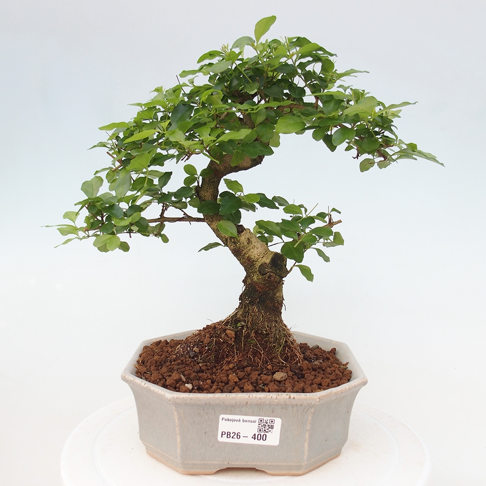 Szobai bonsai -Ligustrum chinensis - Madárcsőr