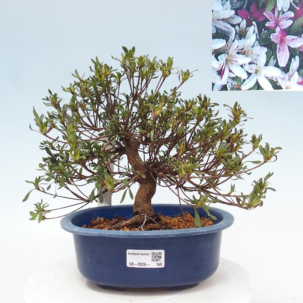 Kültéri bonsai - Japán azálea - Azalea Ryusen
